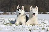 SIBERIAN HUSKY 484